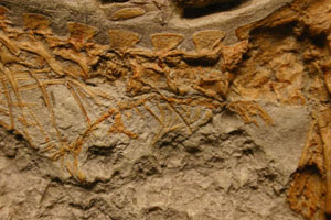 <i>Compsognathus longipes</i>